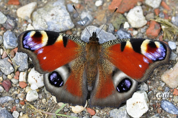 Tagpfauenauge (Inachis io)